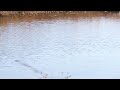 オイカワのフライフィッシング