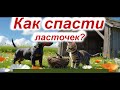10.Голос ласточек: как щенок и котёнок спасли небо | Сказки про Дружка и Васечку #cat #аудиосказка