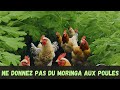 07 raisons de ne pas donner du moringa aux poules