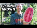 How to grow watermelons in containers cheap and easy patio gardening