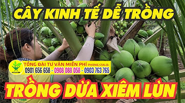 Dừa xiêm lùn dễ trồng thu nhập tiền tỉ mỗi năm - MUA DỪA GIỐNG Ở ĐÂU