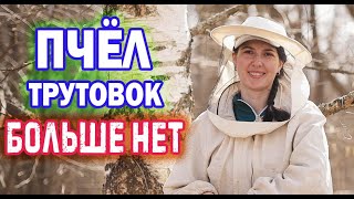 СДЕЛАЛИ НАЛЁТ НА МАТКУ! ЧТО ОПЯТЬ С ПЧЁЛАМИ? ГДЕ СЕМЬЯ-ТРУТОВКА?