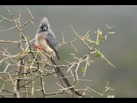 Canto do junco de angola | Pássaros Org