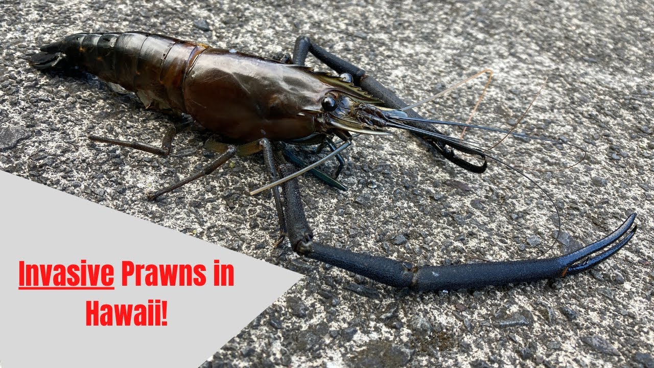Spearing Tahitian Prawns in Hawaii! Big Island River Dives! YouTube