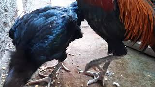 Ayam Bangkok Lepek Pak Dosen