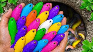 Catch beautiful aquarium fish in small pond baby turtles, pencill fish, molly fish, angelfish, crab.