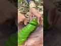 Survival Skills Mom Shows How to Make 100 Good Soap and Water #bushcraft #camping #outdoors