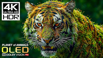 Planet of Animals 4K Video ULTRA HD | Scenic Wildlife 4K HDR at 60FPS | Dolby Vision
