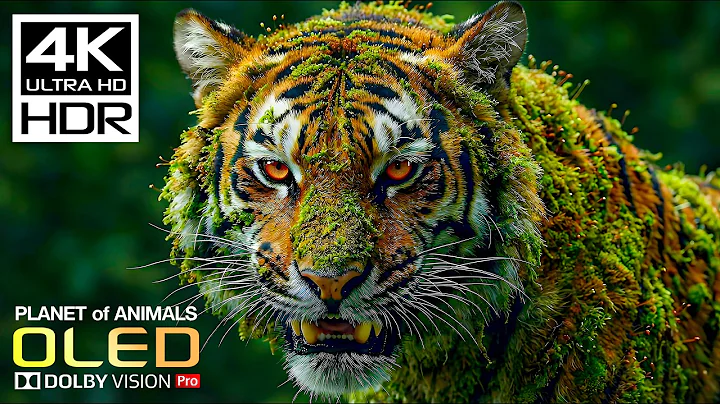 Planet of Animals 4K Video ULTRA HD | Scenic Wildlife 4K HDR at 60FPS | Dolby Vision