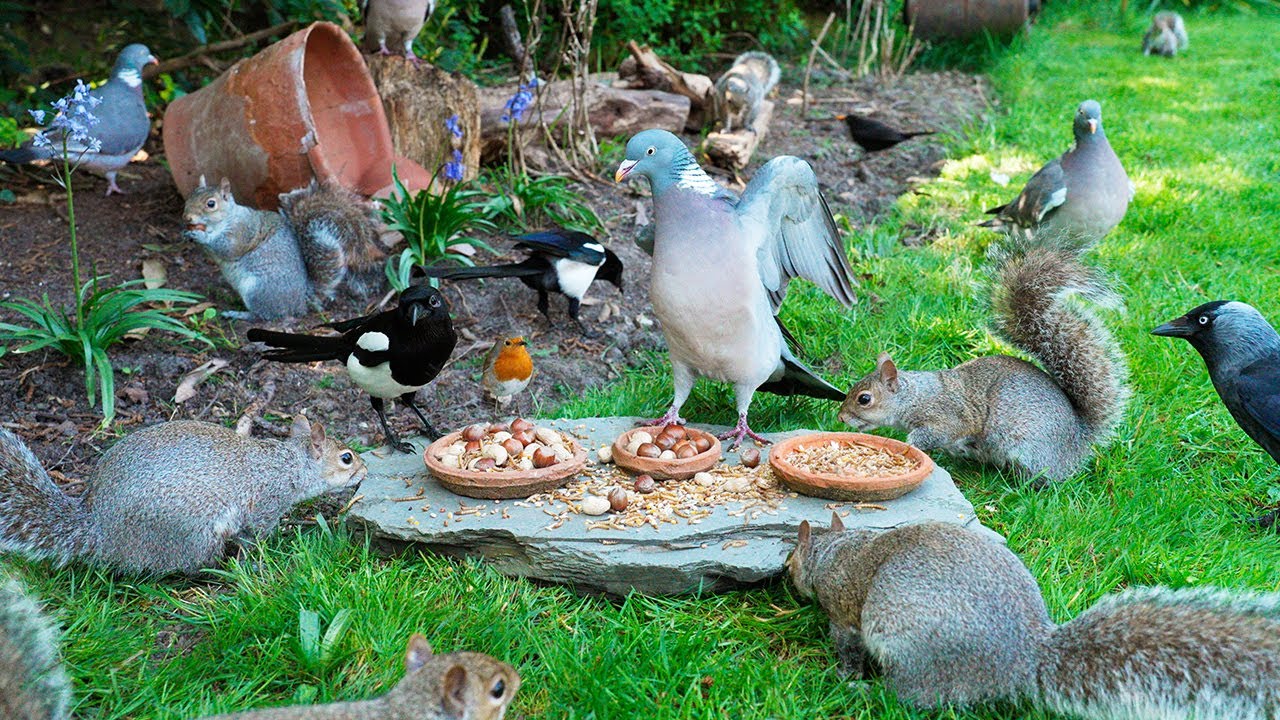 Видео для кошек 🕊️ Птицы и белки ужинают в тени 🐿️ Птички для кошек 4K HDR