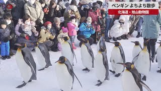 【速報】ペンギン、よちよち散歩 北海道・旭山動物園