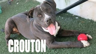 CROUTON - THE PRANCING PUP (ADOPTED!)