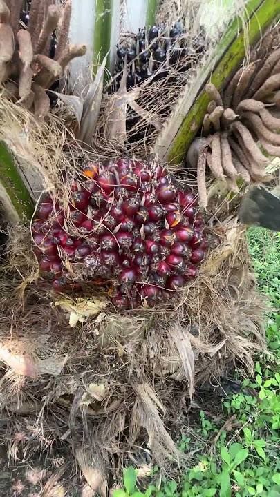 From Seed to Sustainability: The Journey of Oil Palm Trees