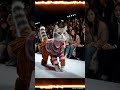 Trippy Kitty Catwalk (Part 2) - Extravagant Fashion  #shortsmusic #caturday #catshorts #cute #funny