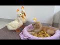 The Golden Retriever Puppy Stole The Ducklings Leaving The Mother Duck And Father Duck Helpless The Golden Retriever Puppy Stole The Ducklings Leaving The Mother Duck And Father Duck Helpless