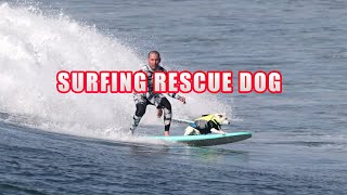 Surfing rescue dog saved his life