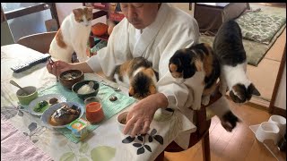 問。猫は何匹いるでしょうか。(大きな猫1人は含みません)
