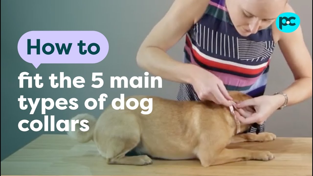 petco hours How to fit the 5 main types of dog collars