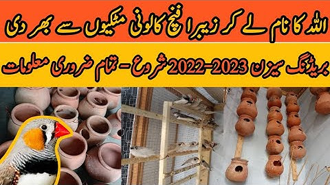 Zebra Finch Breeding Season 2022-2023 | Finches Breeding Tips and Care | Colony Setup | Mini Zoo