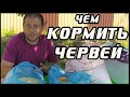 Чем кормить червей дендробена.