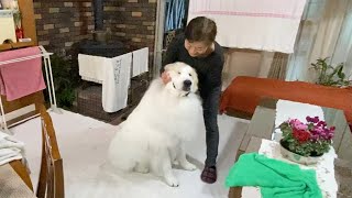 アラン10日ぶりに我が家に戻る　Great Pyrenees　グレートピレニーズ