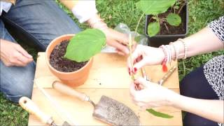 Come fare una talea di ortensia, 2 Ladies in giardino