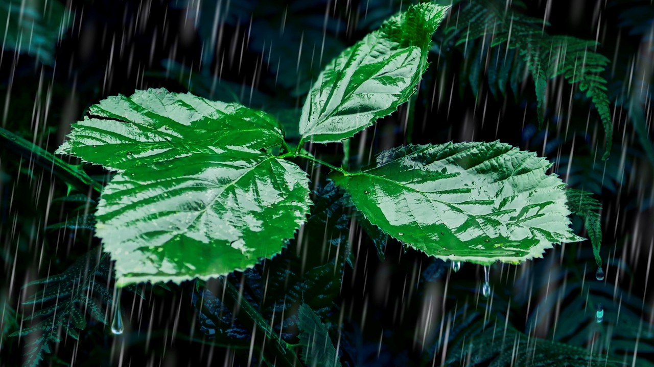 Relaxing Rain Noise for Sleep, Relaxation, & Total Tranquility Relaxing Rain Noise for Sleep, Relaxation, & Total Tranquility
