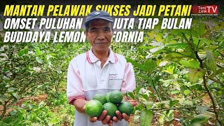 Budidaya Lemon California: Peluang Bisnis Menguntungkan. Kebutuhan Pasar Besar.