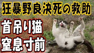 【首吊り猫】ネットに首が挟まり窒息寸前の野良猫をレスキューすることになった　Cat rescue