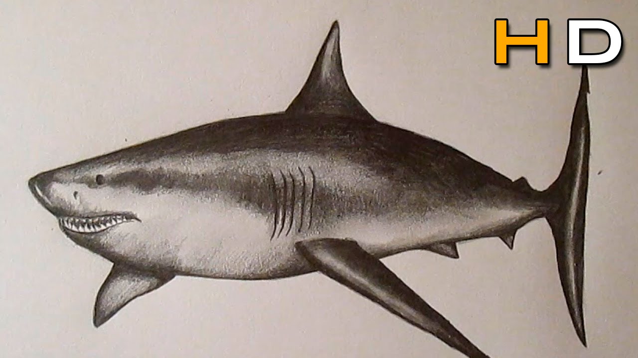 How to Draw a Great White Shark With Pencil Step by Step - Timelapse