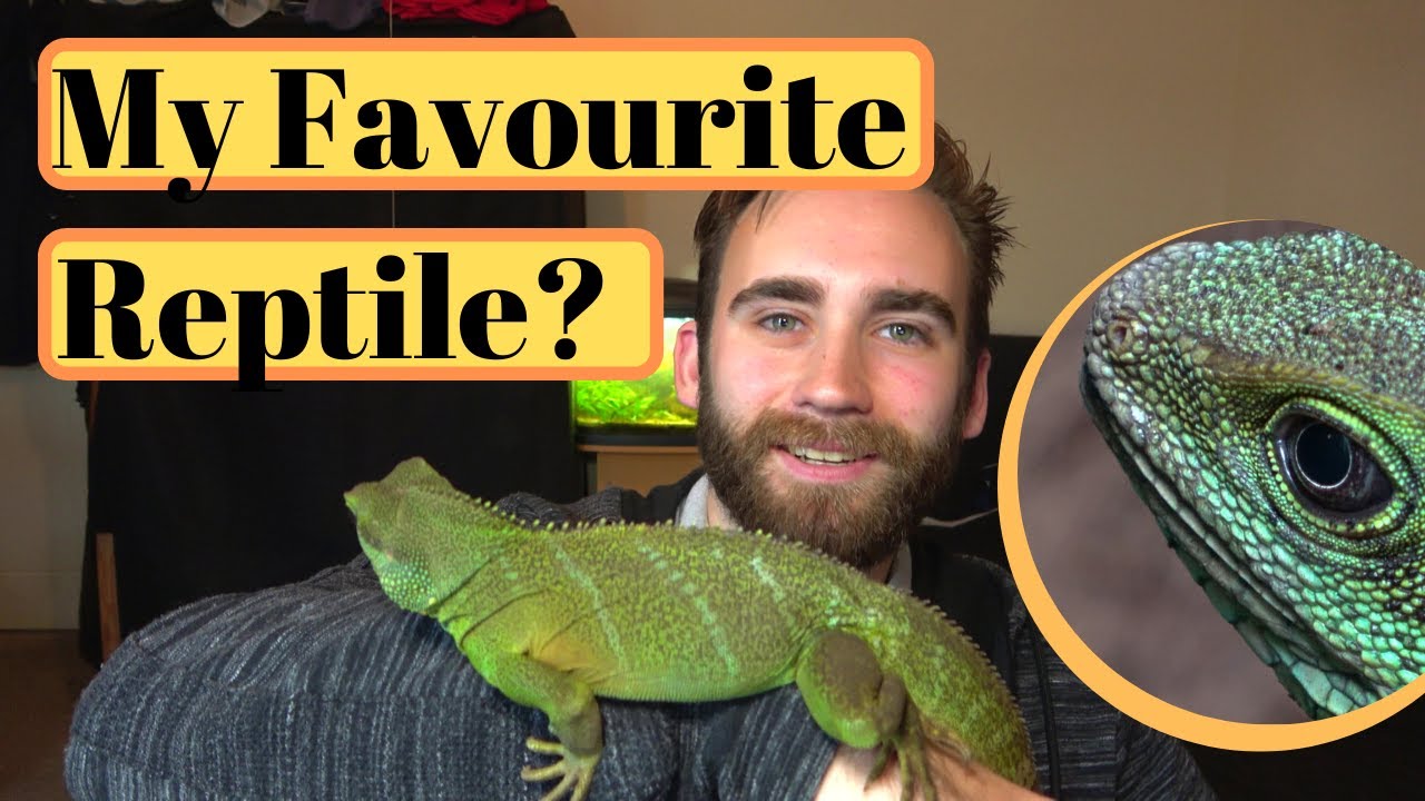 All About Chinese Water Dragons YouTube