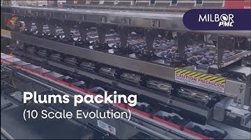 Packing plums with 10-scale automated filler | Milbor PMC