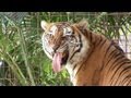 FLAVIO - The World's Oldest Tiger?