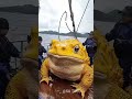 Before And After Animals Transformation!