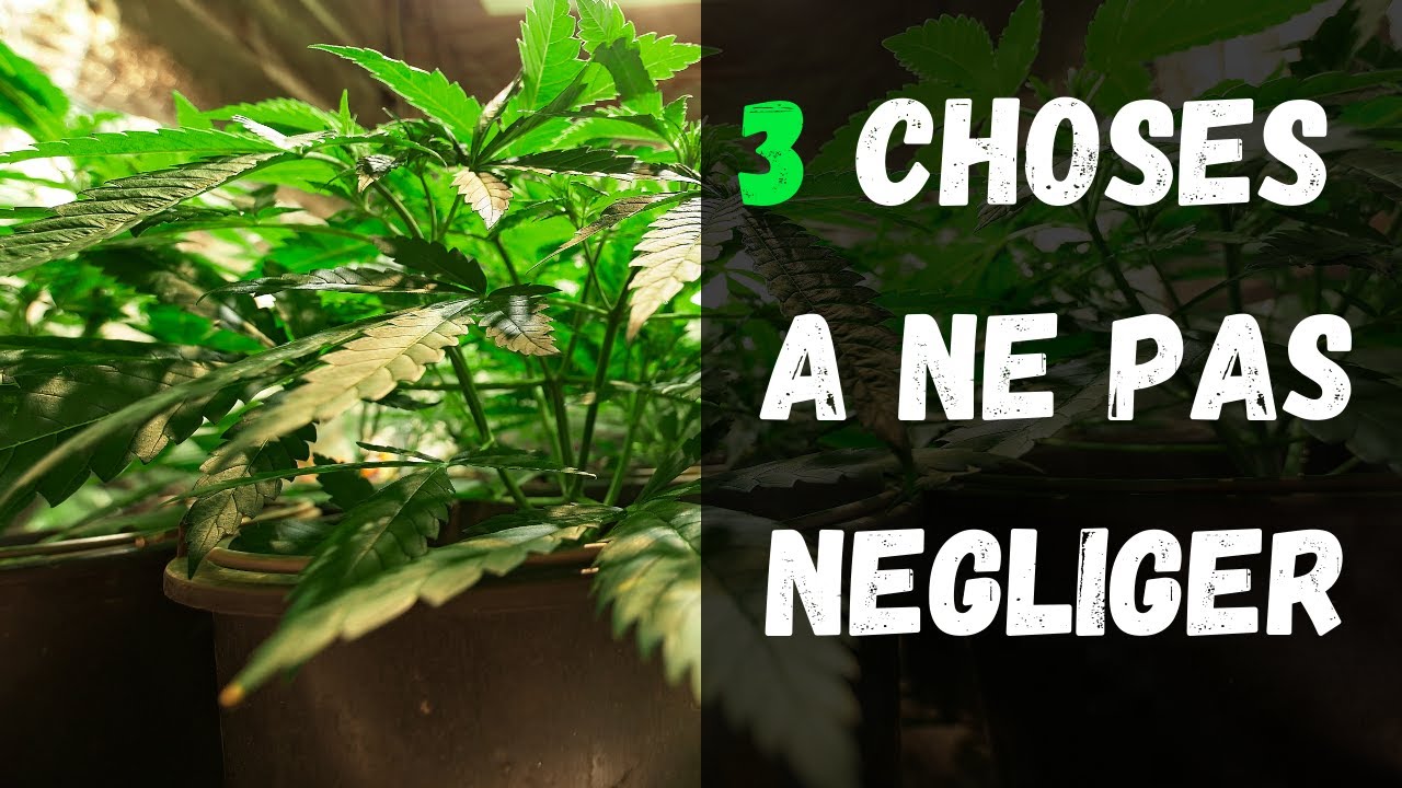 3 ÉLÉMENTS À NE PAS NÉGLIGER DANS UNE CULTURE INDOOR