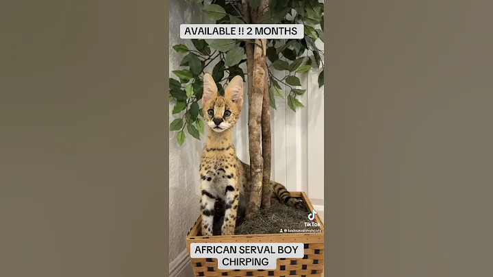 Watch the video about African serval kitten chirping #africanserval #cat #f1savannah #serval