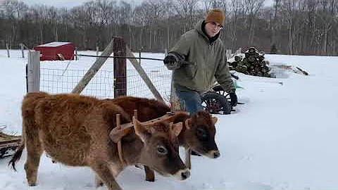 Training Working Steers & Oxen - Adverse Conditions