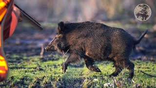 Chasse Sanglier 2020 | Battue aux Gros Gibiers Au MAROC