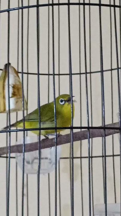 #pleci lokal Pacitan original buka paruh