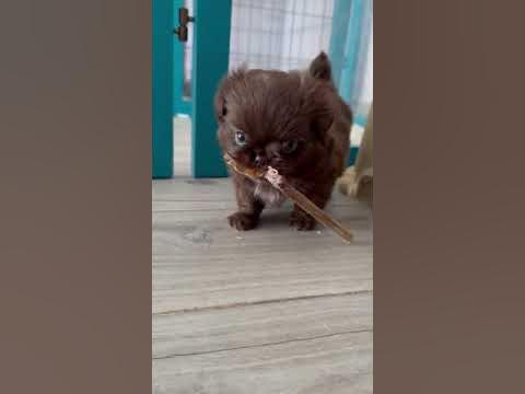 Продается мальчик. На авито продают детей. Продается мальчик. Мальчики продают себя. Объявления о продаже детей.