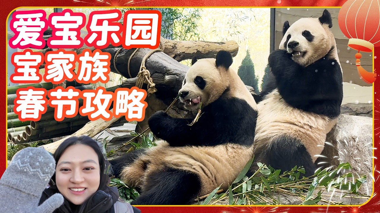 春节爱宝乐园宝家族最佳时间表公开！大熊猫睿宝辉宝爱宝乐宝一天这样看💕🐼宝家族日常vlog #大熊猫 #睿宝 #辉宝 #宋爷爷 #宝家族 #爱宝乐园 #熊猫Vlog #韩国旅游