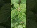 green bottle fly