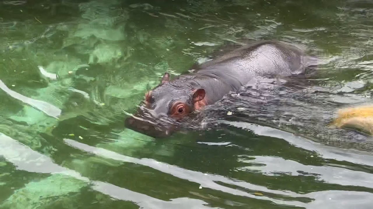 愛媛のとべ動物園から来たカバのまんぷく君🦛 5月20日 東武動物公園 YouTube 愛媛のとべ動物園から来たカバのまんぷく君🦛 5月20日 東武動物公園 YouTube