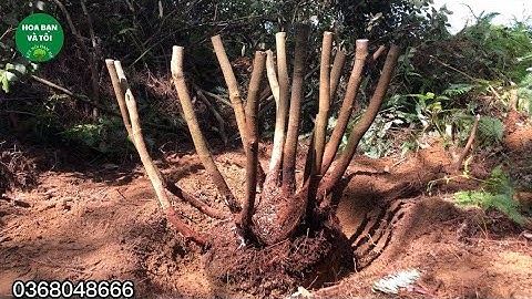 GL.sim rừng bụi to nhiều thân.Hoa bạn và tôi