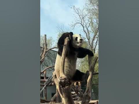 Menglan #panda - YouTube
