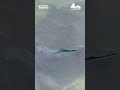 Blue paint appears to peel from Lincoln Memorial Reflecting Pool after renovation | NBC New York
