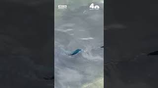 Blue paint appears to peel from Lincoln Memorial Reflecting Pool after renovation | NBC New York