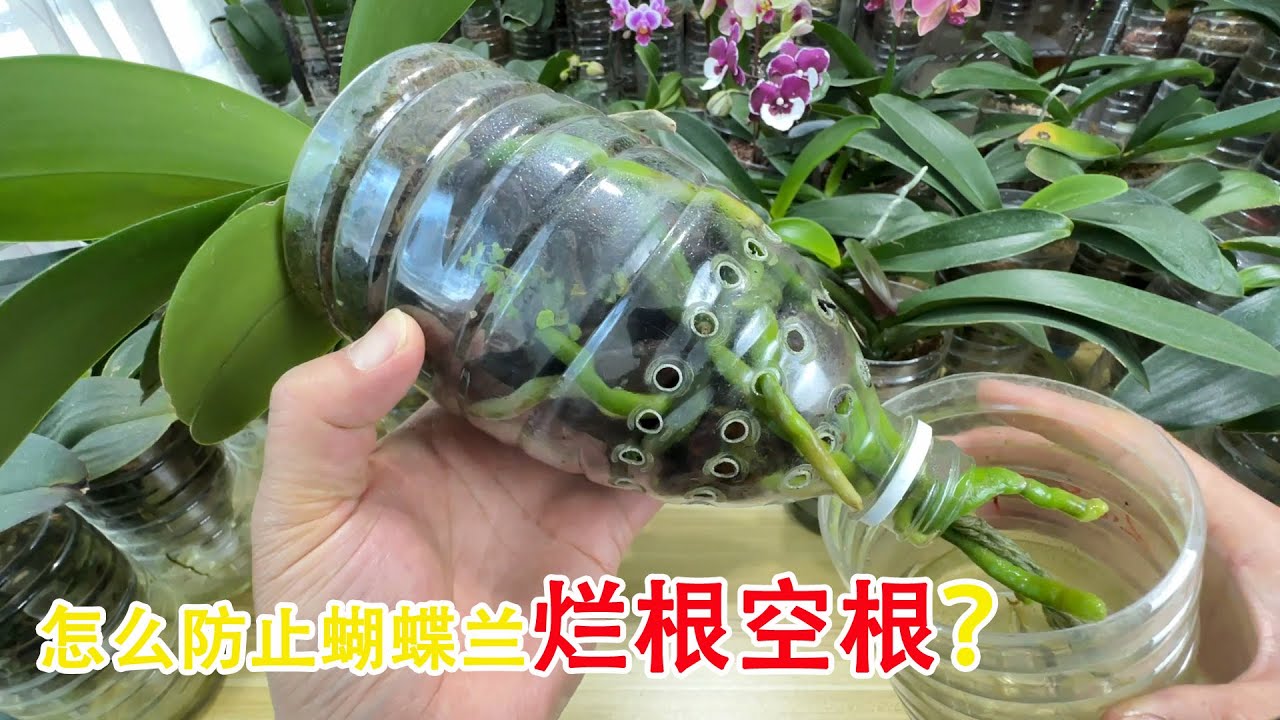 防止蝴蝶兰烂根、空根原来这么简单，只需看根就行了！（阿涛养花247期）