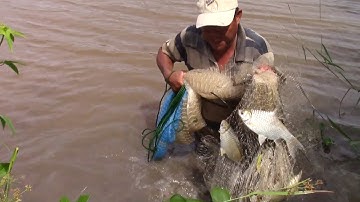 Chài dính cá cối cối trên sông nhỏ