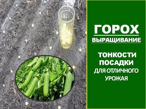 ГОРОХ: ПОСАДКА/ПОСЕВ ГОРОХА В ОТКРЫТЫЙ ГРУНТ. Самый  урожайный способ посева гороха в огороде